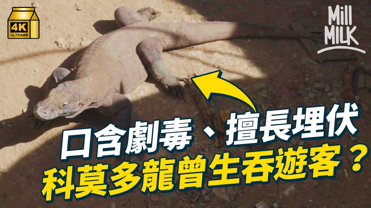 #MM｜最危險生物？科莫多龍擅長埋伏　時速可達30公里　掠食過千磅水牛　只咬一口就撒手人寰？維持大自然生態中的重要角色｜#MM福利部 #4K