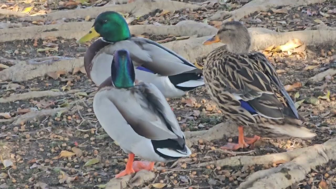 PELICANS & DUCKS ARE AMAZING @ THE PARK 