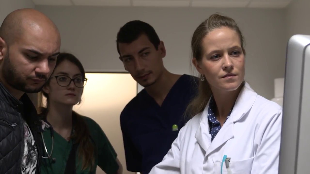 Vétérinaire, un diplôme, une profession, des métiers