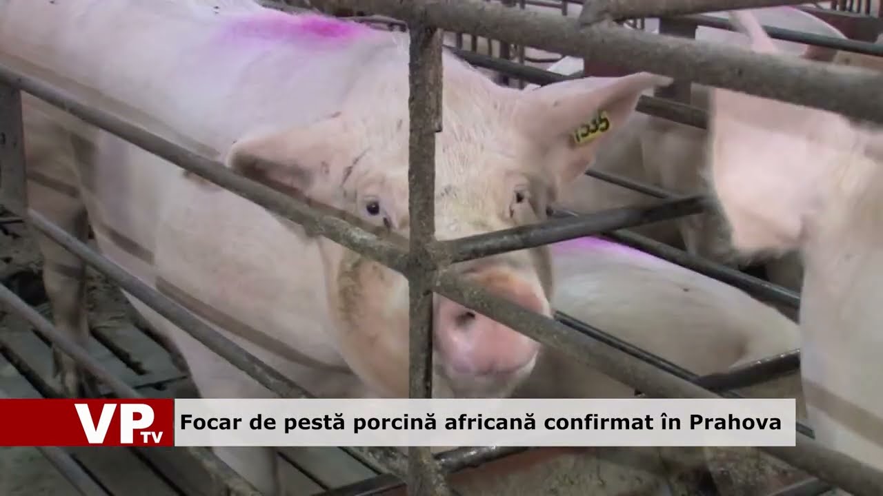 Focar de pestă porcină africană confirmat în Prahova