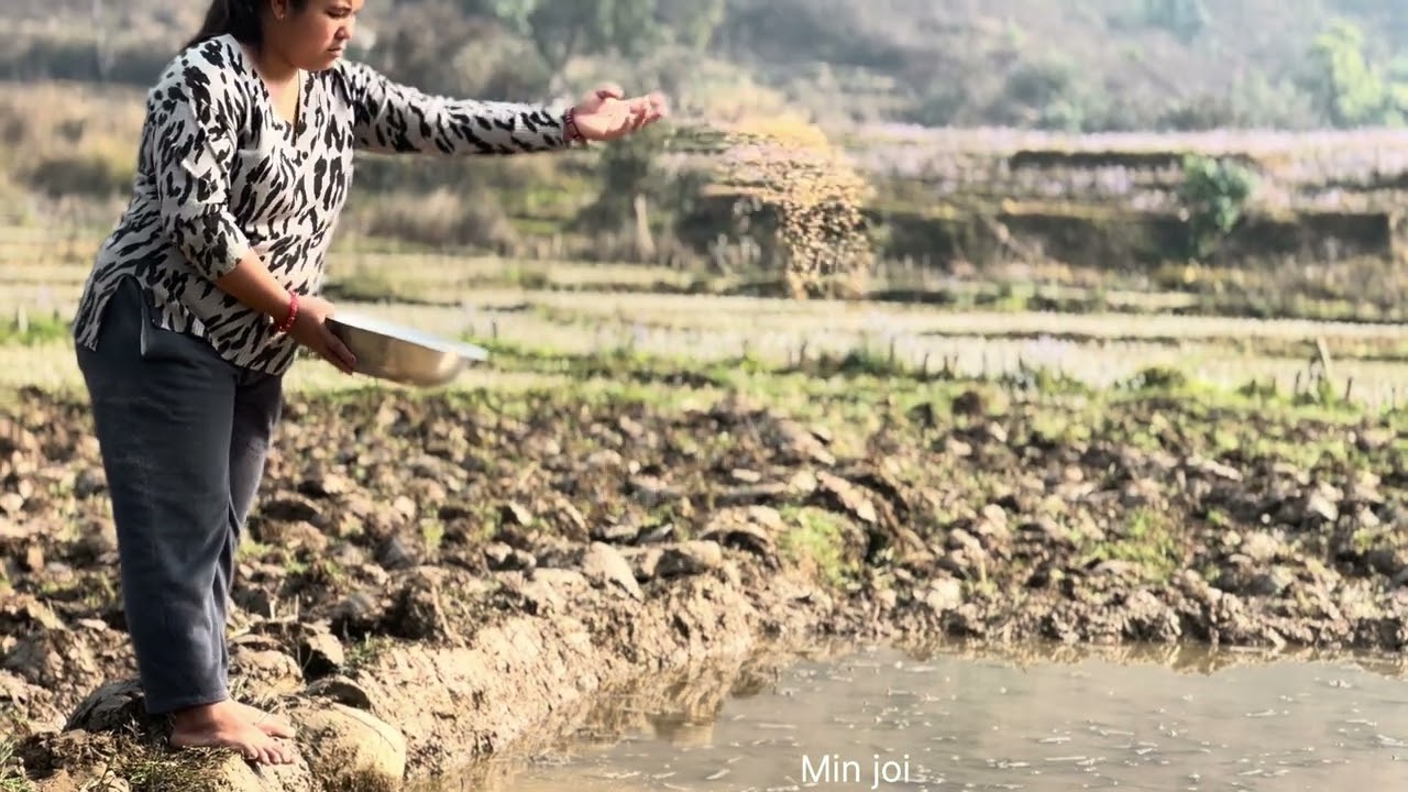 चैते धान को ब्याड बनाएर भोली पल्टा विऊ रख्दै#min joi#villagevlog 