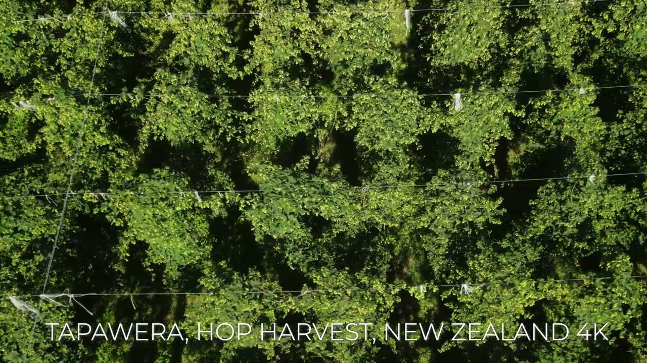 TAPAWERA, HOP HARVEST, NEW ZEALAND RURAL AGRICULTURE 4K BIRDS EYE VIEW