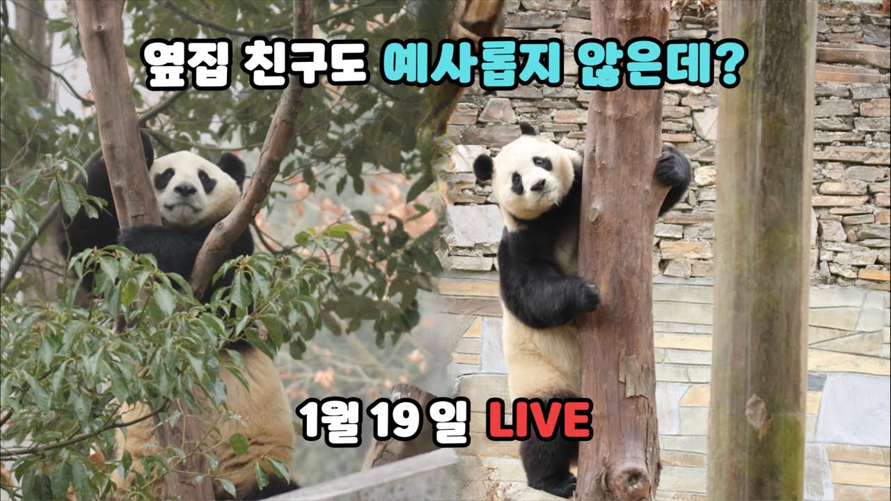 푸바오, 퇴근 직전 어떤 모습일까? (1월 19일 라이브)