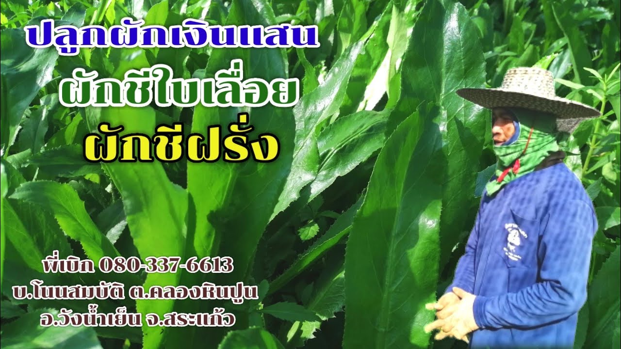 ปลูกผักชี​ฝรั่ง ผักชี​ใบเลื่อย แค่ไร่สองไร่ได้เงินแสน เริ่มต้นลงทุน​เท่าไหร่? ปลูกแล้วจะขายที่ไหน?