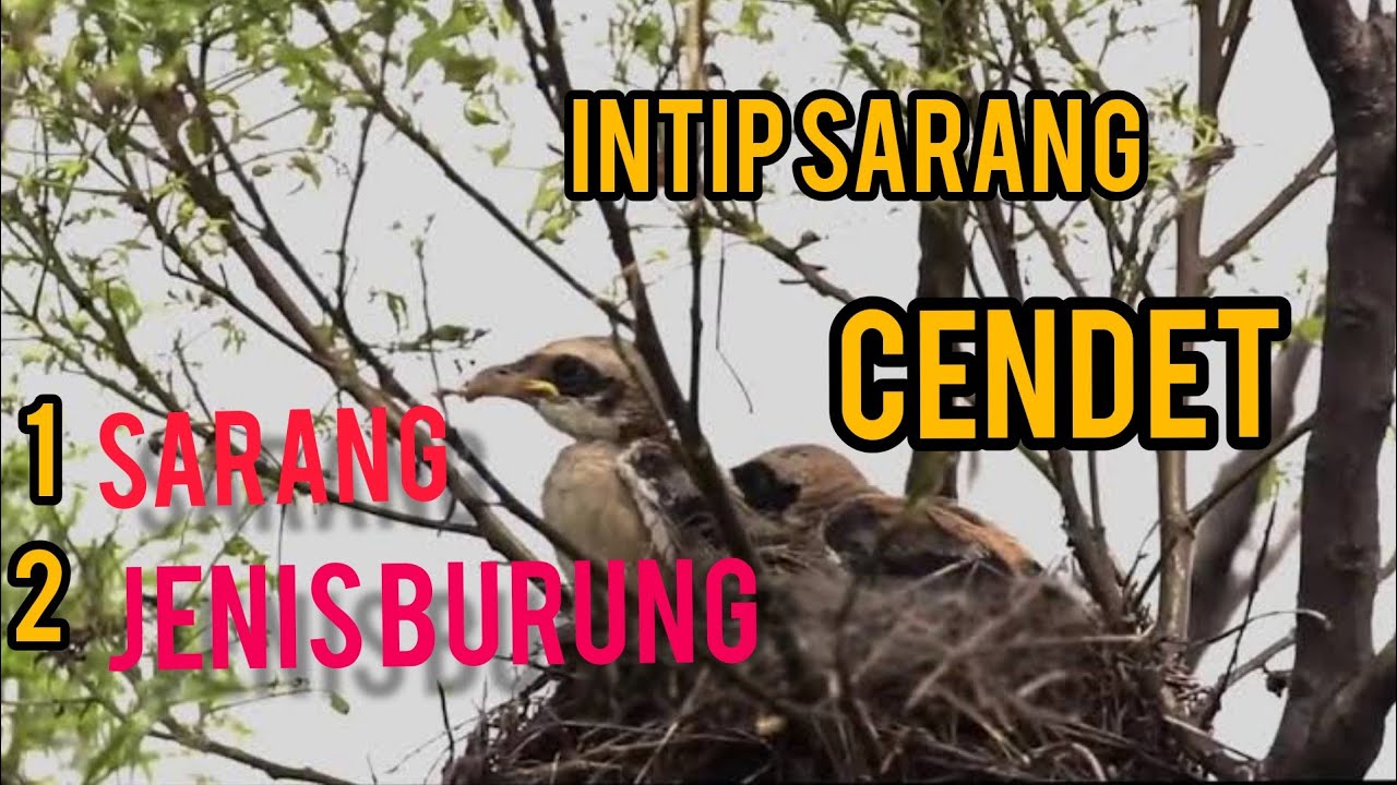Panen Sarang Cendet di alam liar