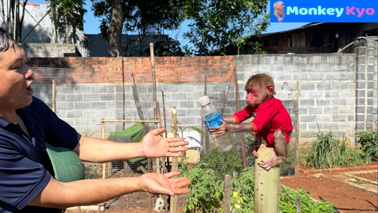 Monkey Kyo Helped Dad With Everything&hellip; Like a Pro! ❤️