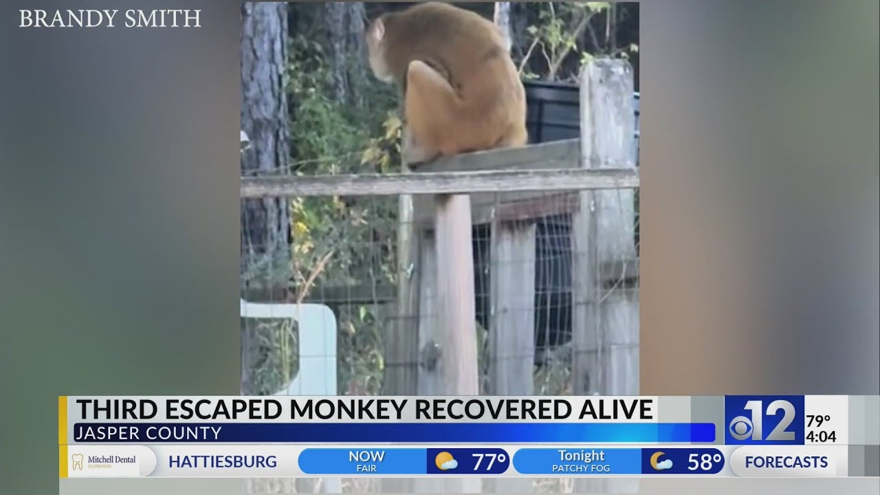 Third escaped monkey recovered alive after Jasper County crash