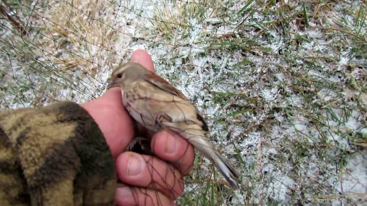 Ловля певчих птиц тайником.Реплова,щеглы.