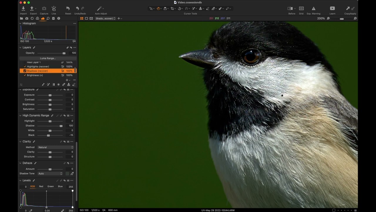 Carolina Chickadee Develop in Capture One Pro 22 [4K]