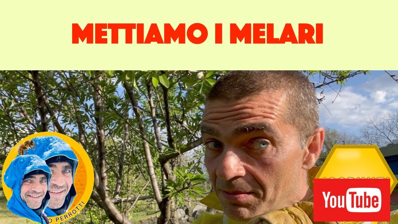 #apicoltura 2023: le api portano il miele nei melari! #bee #beekeeping #api #bees