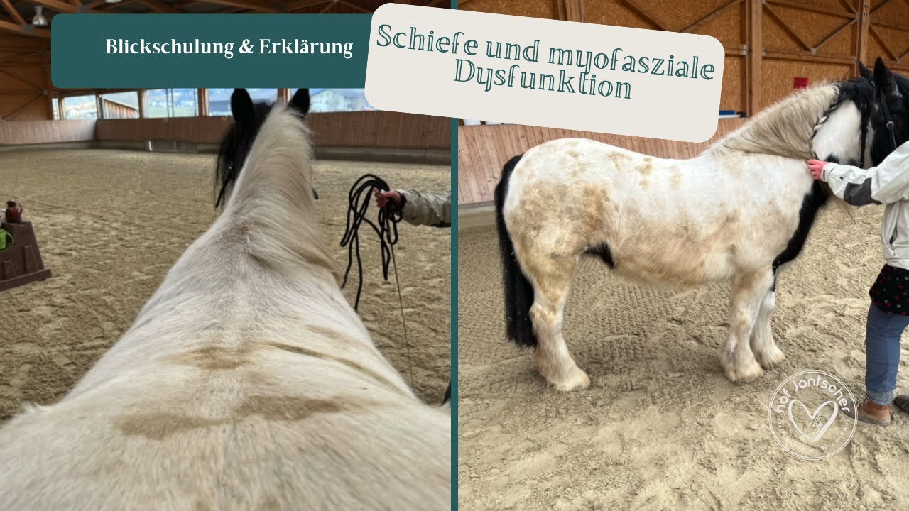 Blickschulung: Schiefe des Pferdes und myofasziale Dysfunktion mit Anna Jantscher