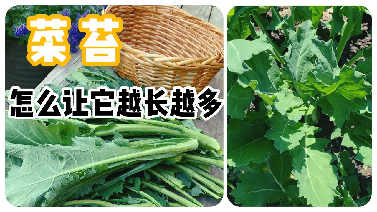 怎么样让菜苔越掐越多！掐菜苔的小技巧分享！