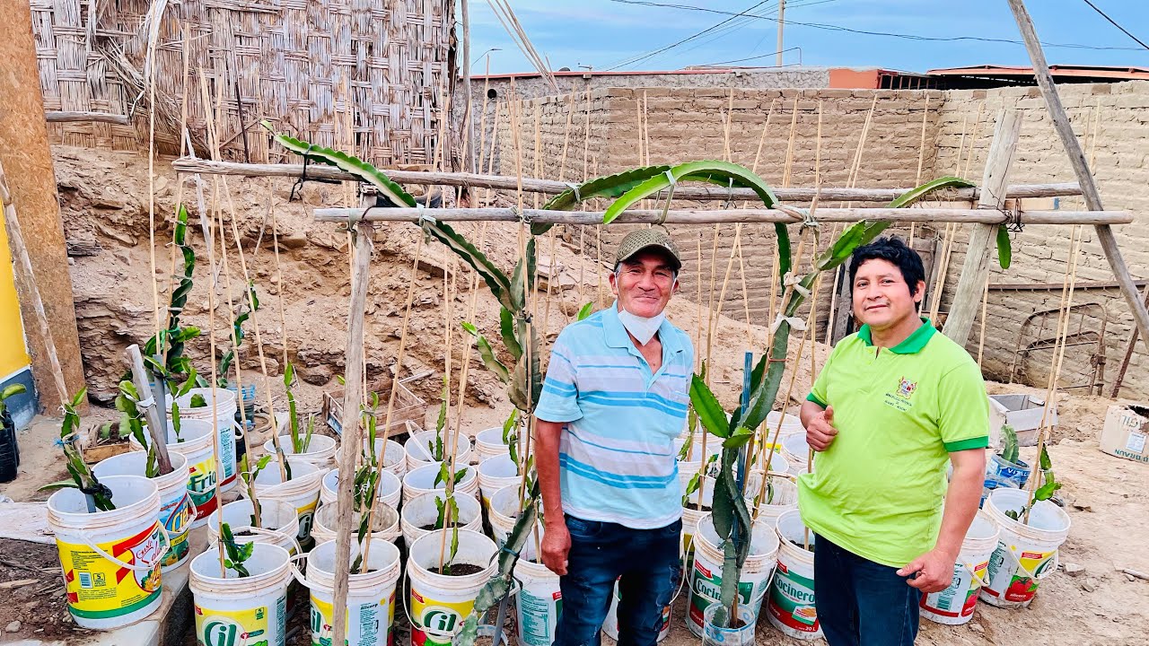 🌵🇵🇪 Y si siembran Pitahayas en baldes o macetas?