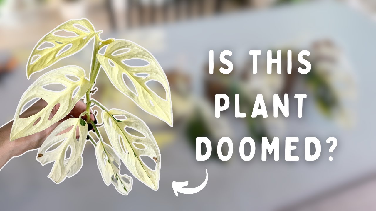 How to Fix Chimeric Variegation or Promote it | Monstera Adansonii Variegata 🤍