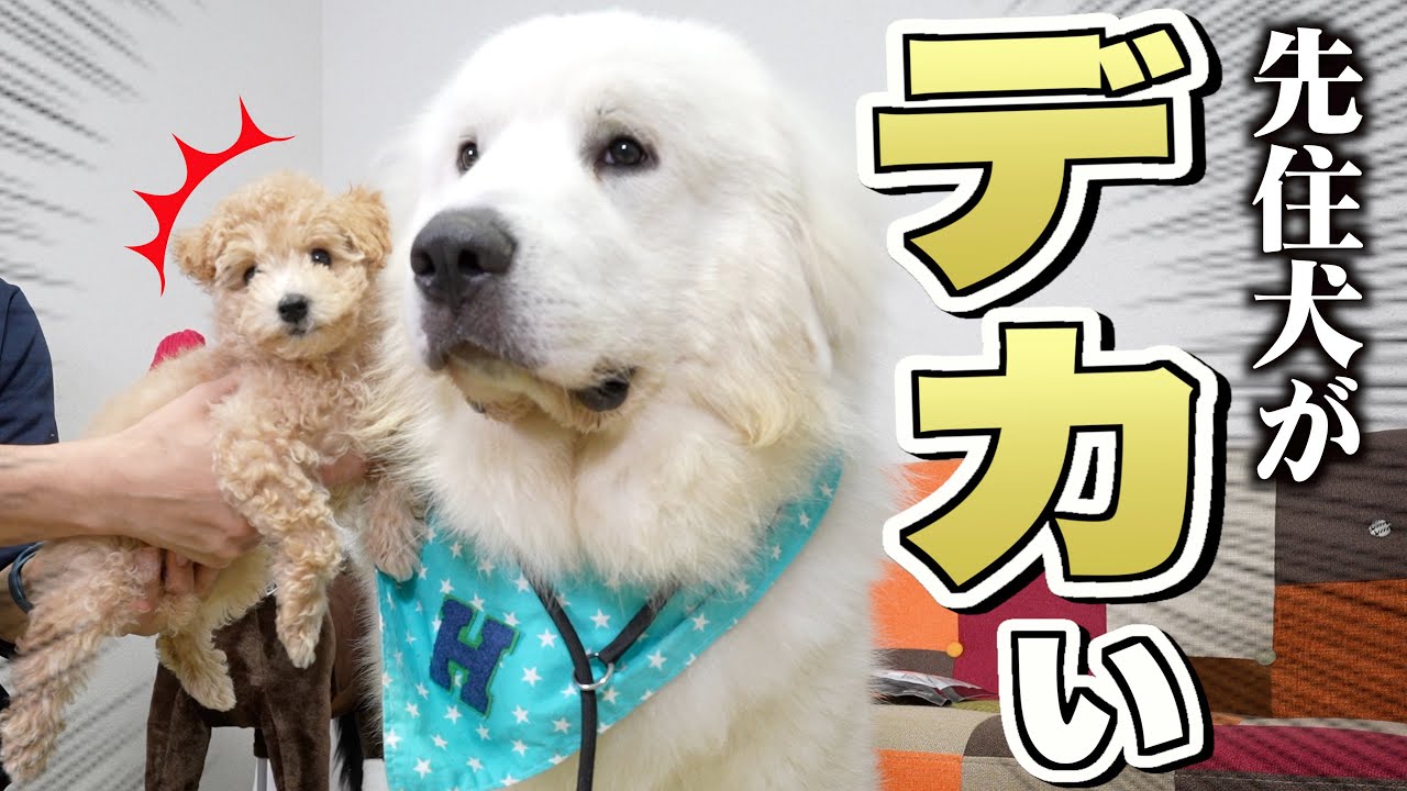お迎えしたプードルに先住犬（グレートピレニーズ）を対面させたらとんでもないことに…