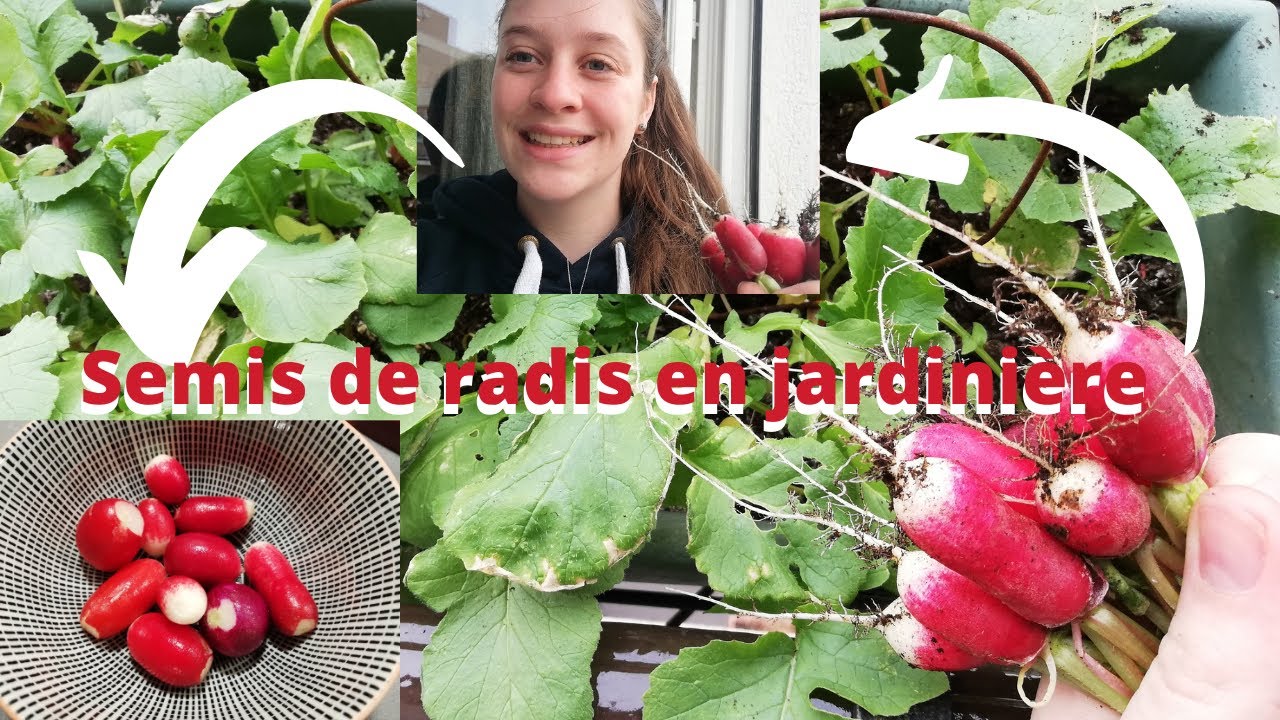 COMMENT FAIRE POUSSER DES RADIS EN JARDINIERE ?