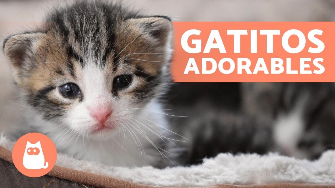 V&iacute;deos de GATITOS BEB&Eacute;S 😻 &iexcl;Gatos Tiernos y Graciosos!