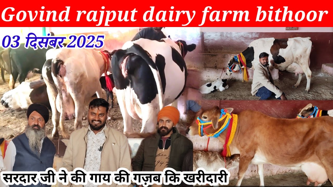 Govind rajput dairy farm kanpur bithoor | गोविंद राजपूत डेरी फार्म | #govindrajputdairyfarm 