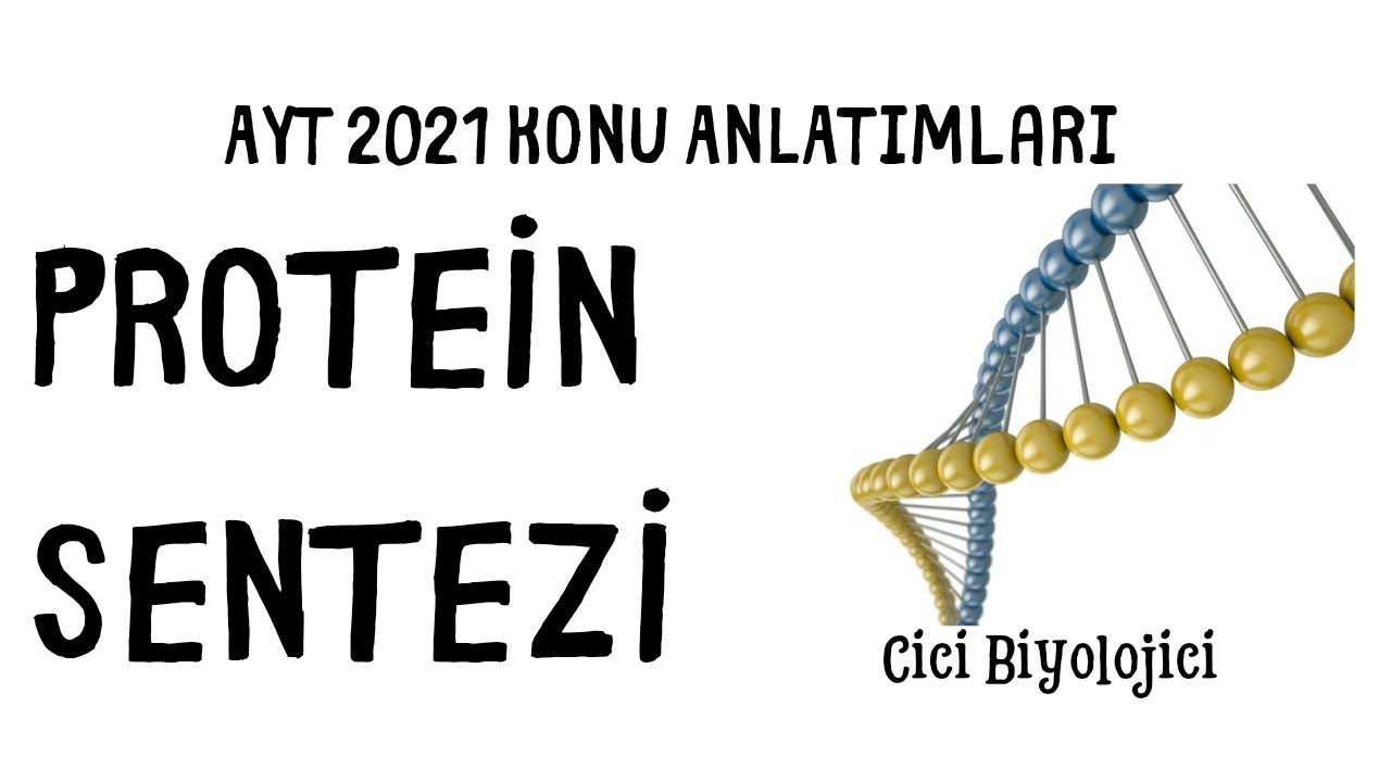Protein Sentezi