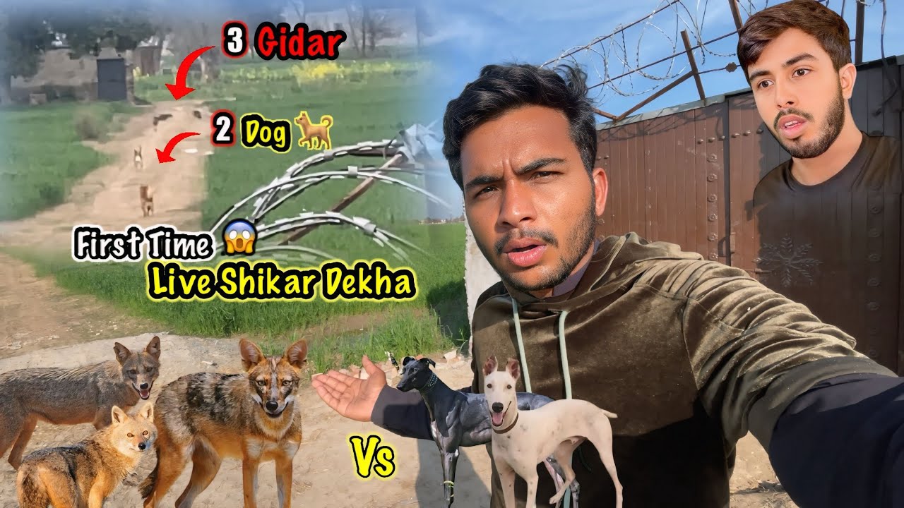First Time Live Shikar Dekha 😱 Dogs Ne Gidar Paker Liya | Zohaib Pendu | Saqlain Pendu 