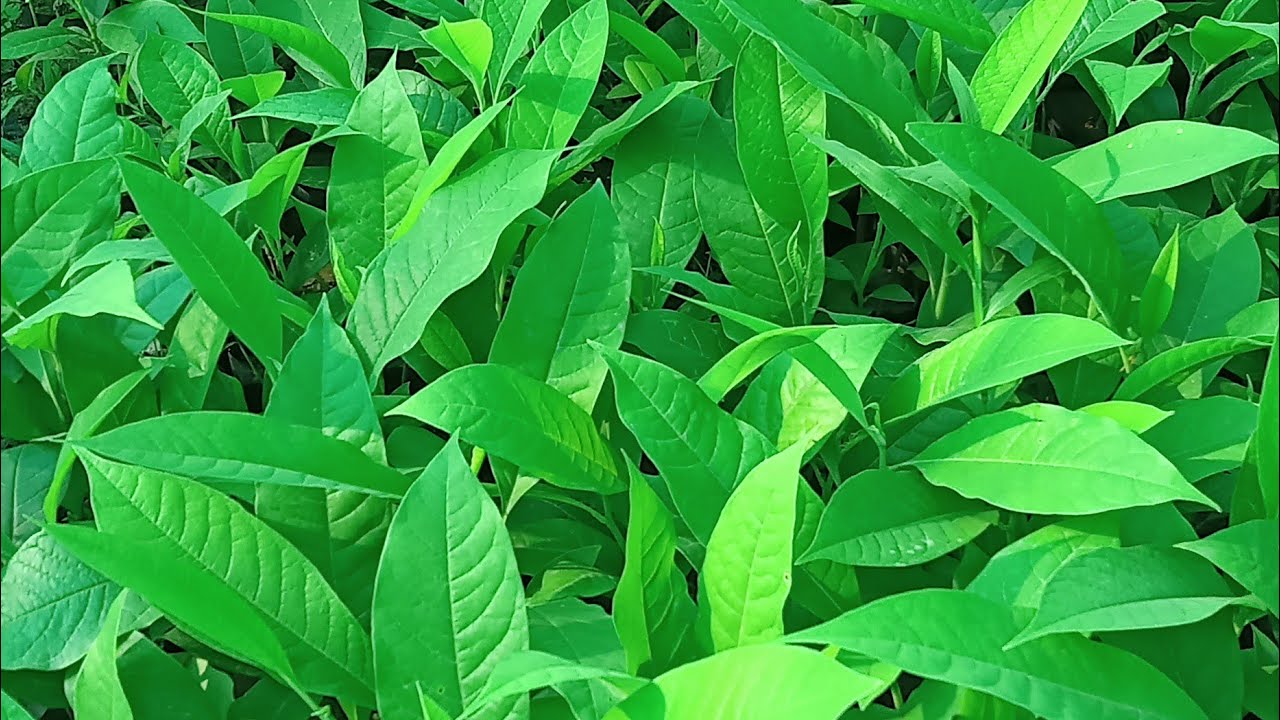 Champa plant (Titasopa)  any buyer interested Champa plant farming  call 917578982680.