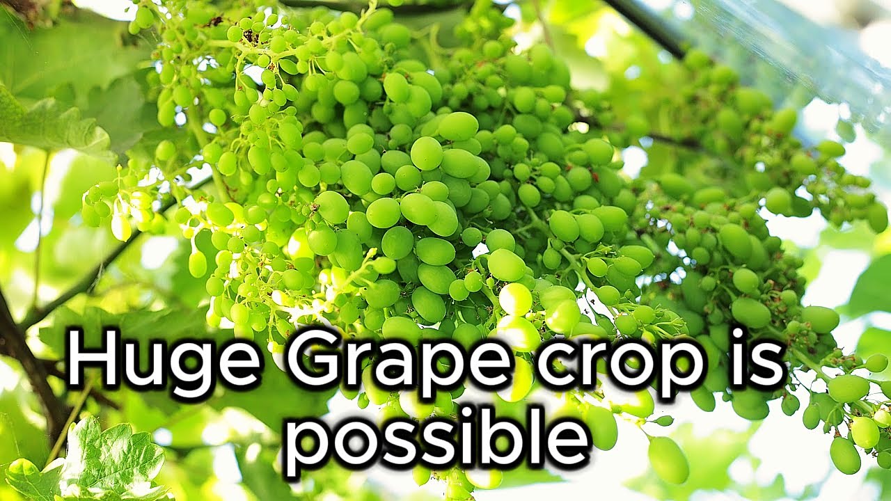 Huge Grape crop in Scotland ?
