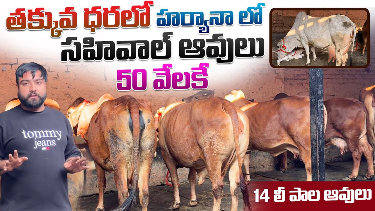 తక్కువ ధరలో హర్యానా లో సహివాల్ ఆవులు , దూడలు || Sahiwal Cow And Calfs Price In Haryana 