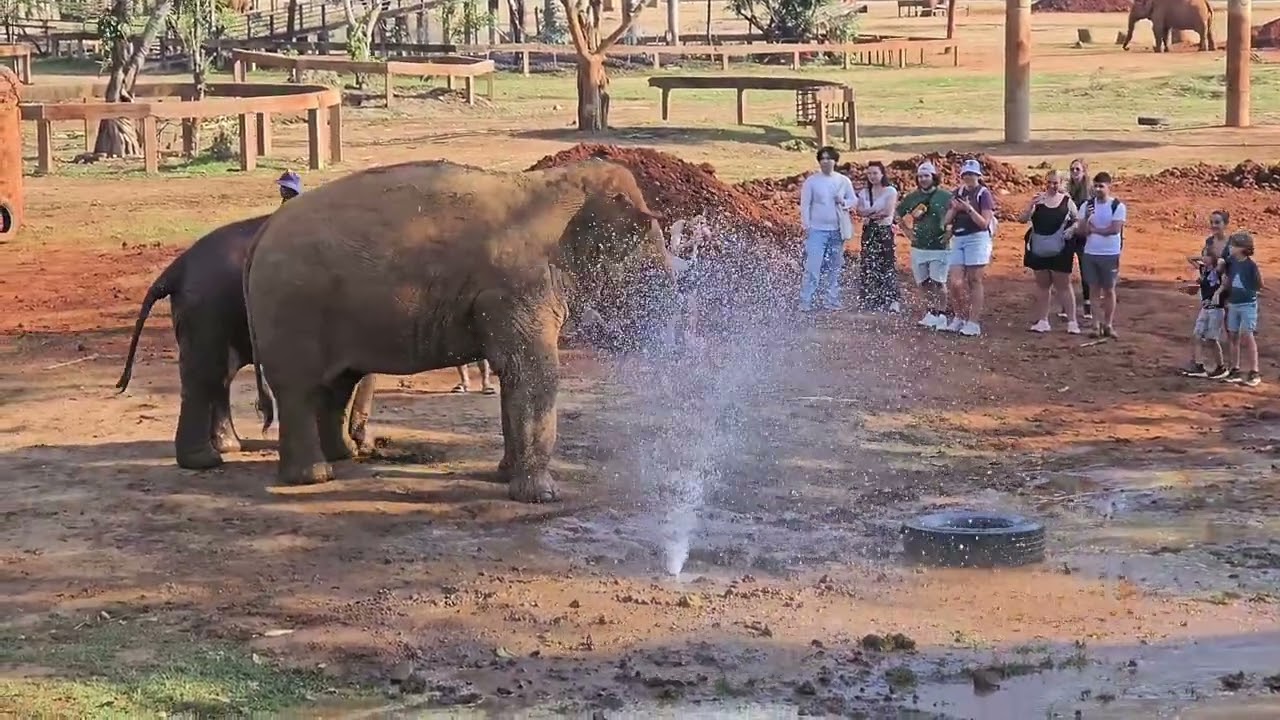 ENP (ELEPHANT NATURE PARK) 자원봉사 