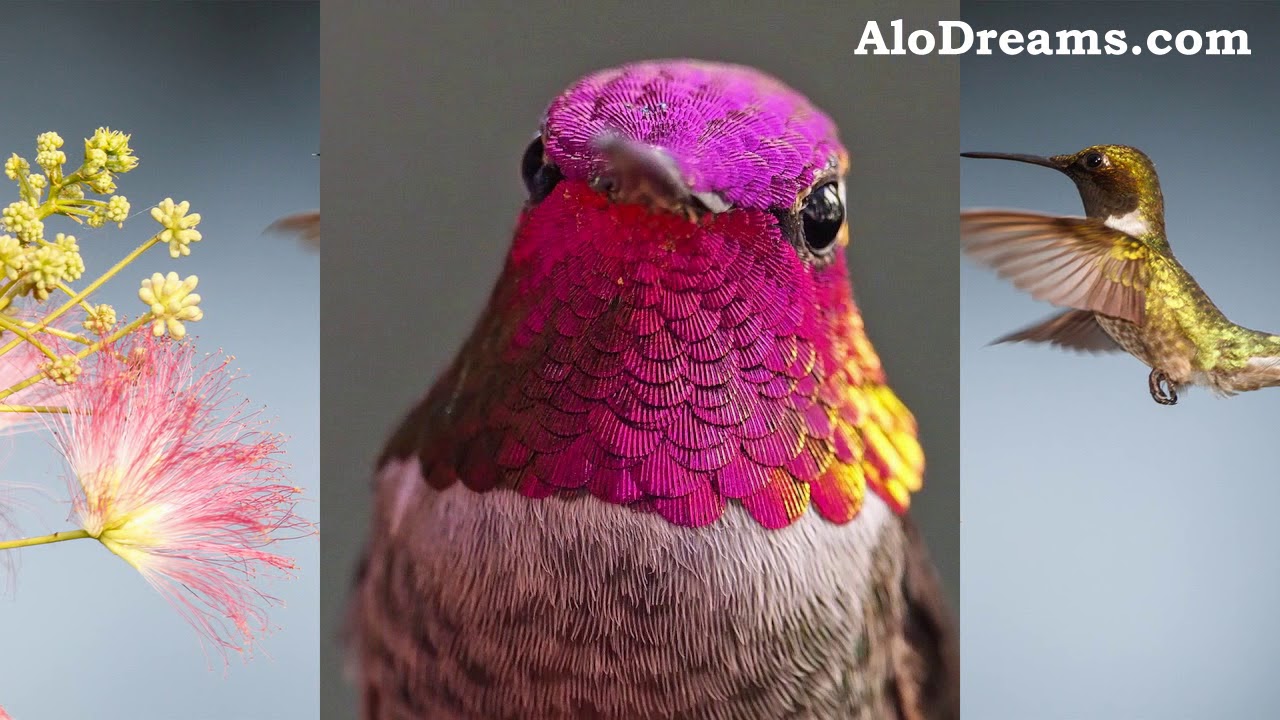 Dreams About Hummingbirds - Interpretation and Meaning