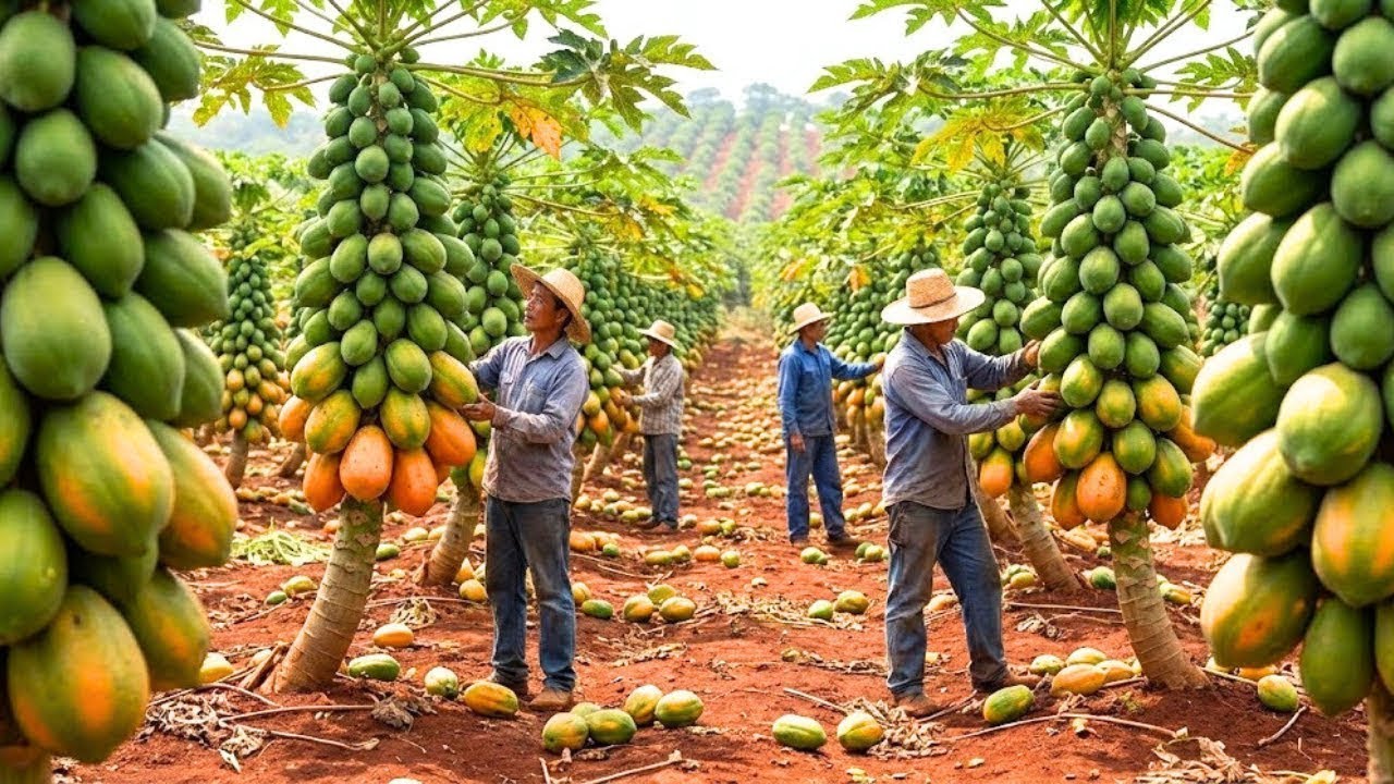 Inside the World’s Largest Papaya Factory | From Farm to Global Market [full process]