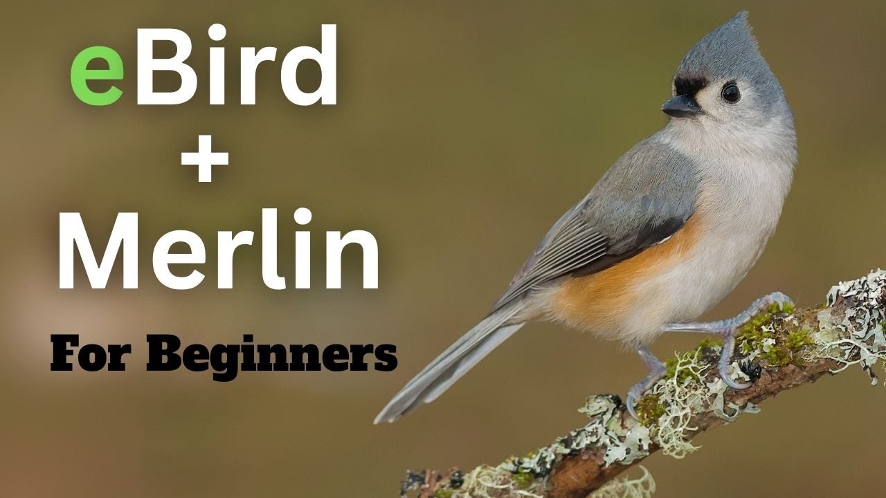 Master eBird & Merlin Apps: The Ultimate How-To for Beginners