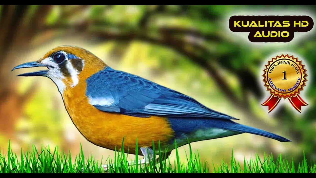 Masteran Burung Juara Dunia