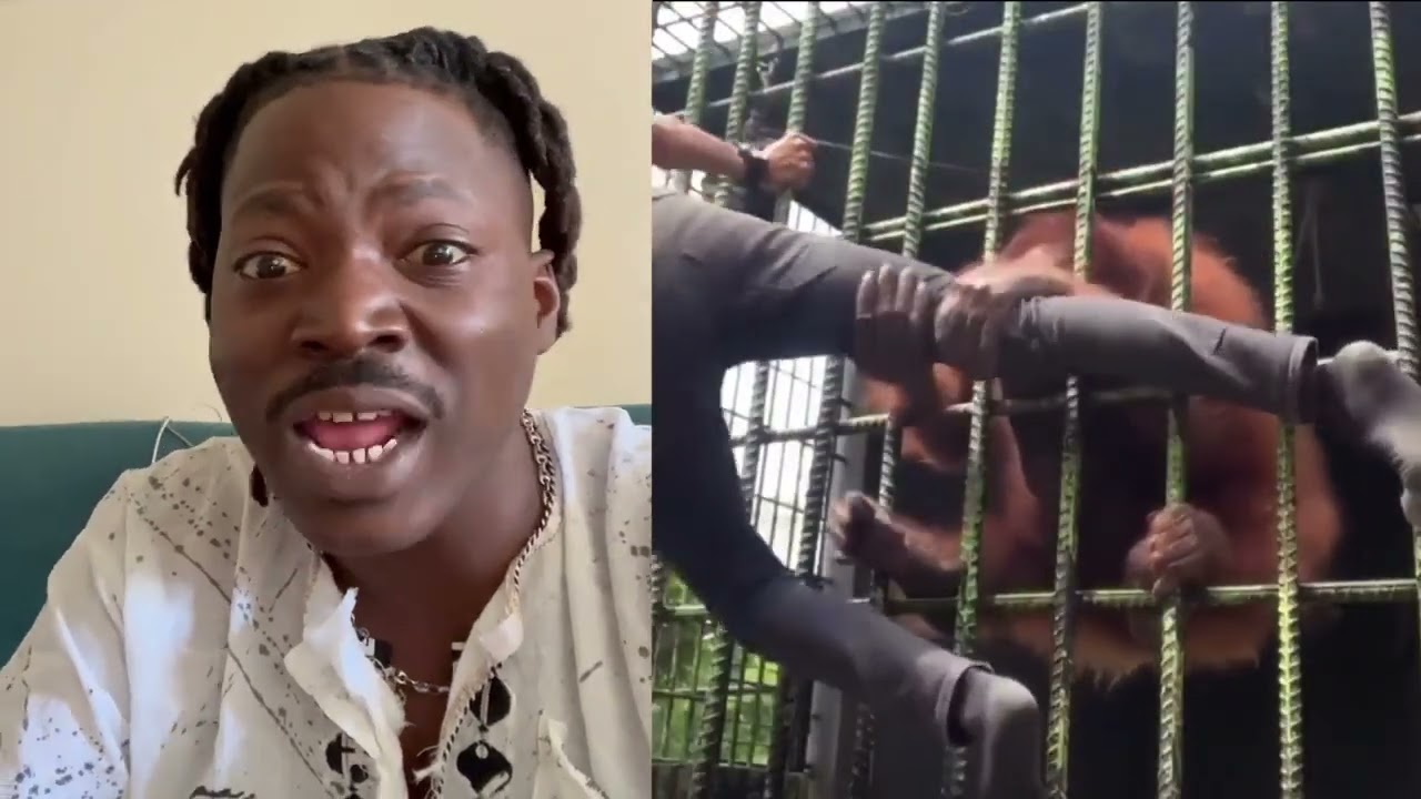 Un homme a faillit se faire casser le dos par un singe #VNR