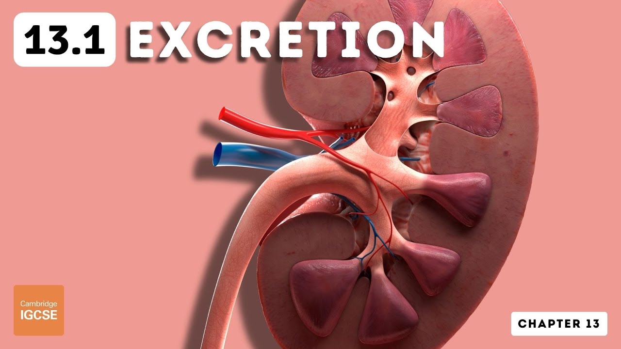 IGCSE Biology - Excretion in humans (13.1)
