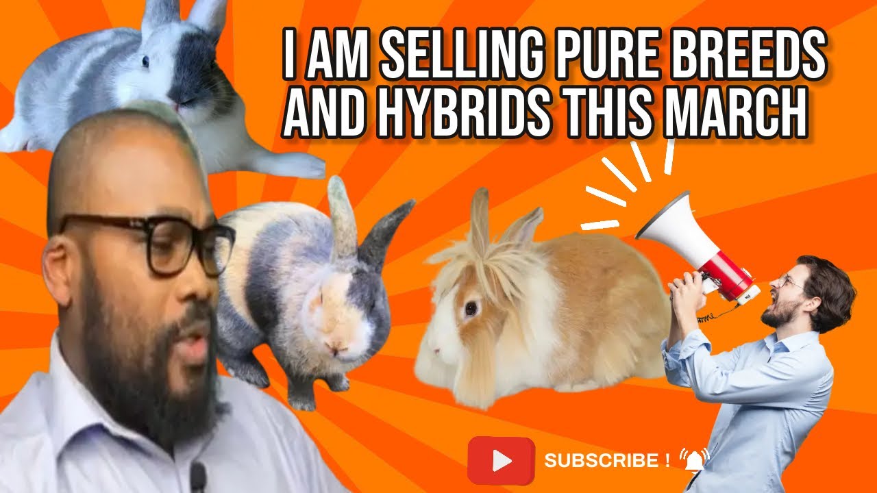 Am selling out Pure breeds and Hybrids @Rabbito Farmino #rabbitfarming#agribusiness#animalfarming