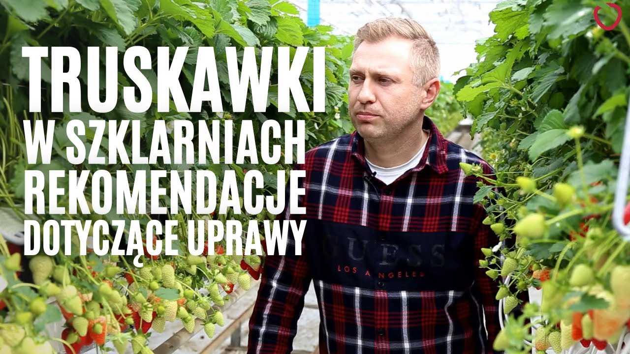 Rekomendacje dotyczące uprawy truskawek w szklarniach