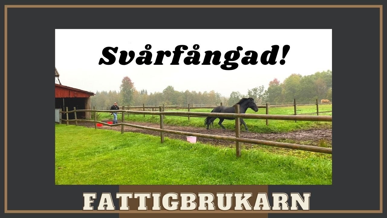 Svår häst!