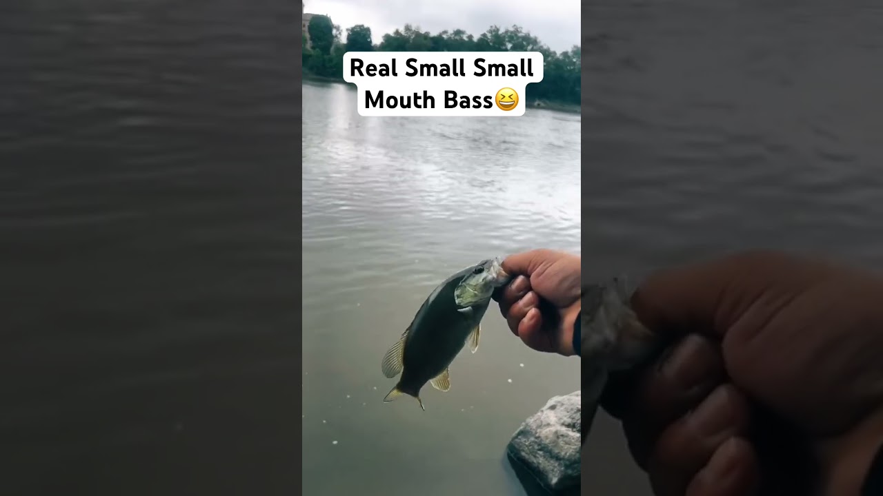 Small Smallie Action 😆