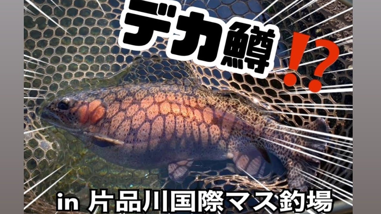 元生け簀で釣りしてみた in片品川国際マス釣場　　　　　　　　　　#エリアトラウト #片品川国際マス釣場#釣り #管理釣り場 #管釣り