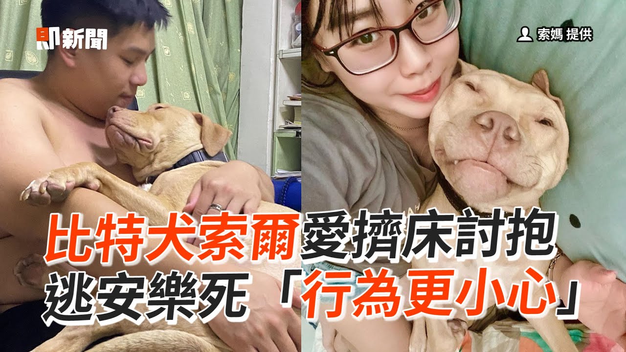 比特犬索爾愛擠床討抱　逃安樂死「行為更小心」🥺｜寵物動物｜狗狗｜精選影片