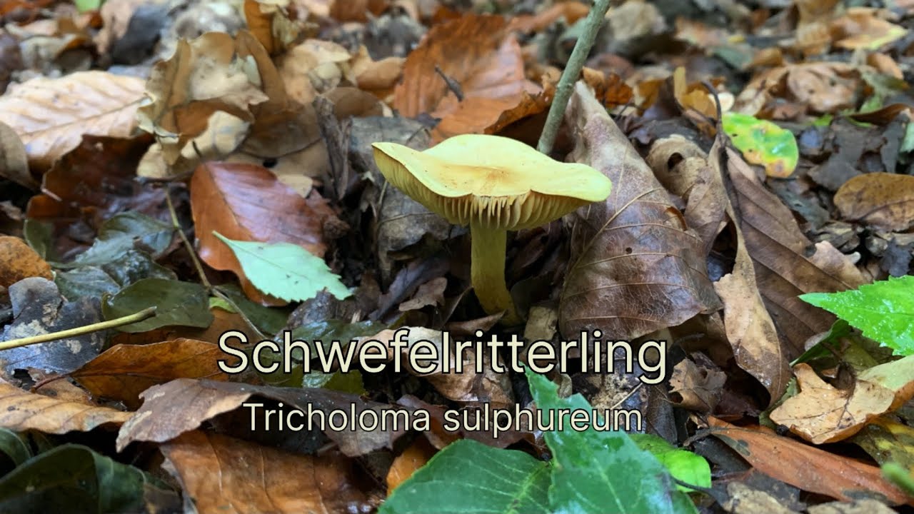 Schwefel-Ritterling - Pilze unter der Lupe