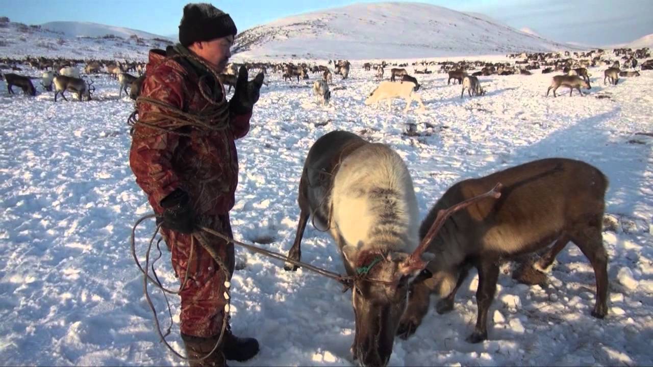 Обучение ездовых оленей на Чукотке