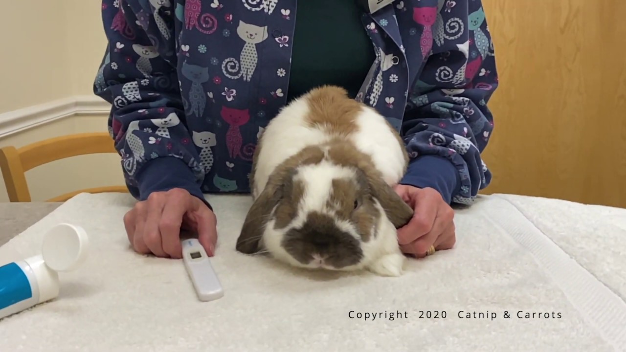 How to take your rabbits temperature