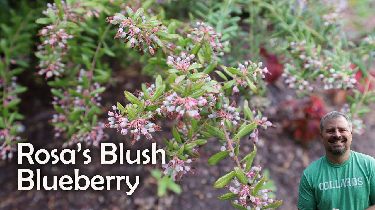 'Rosa's Blush' Blueberry - Vaccinium darrowii 'Rosa's Blush'
