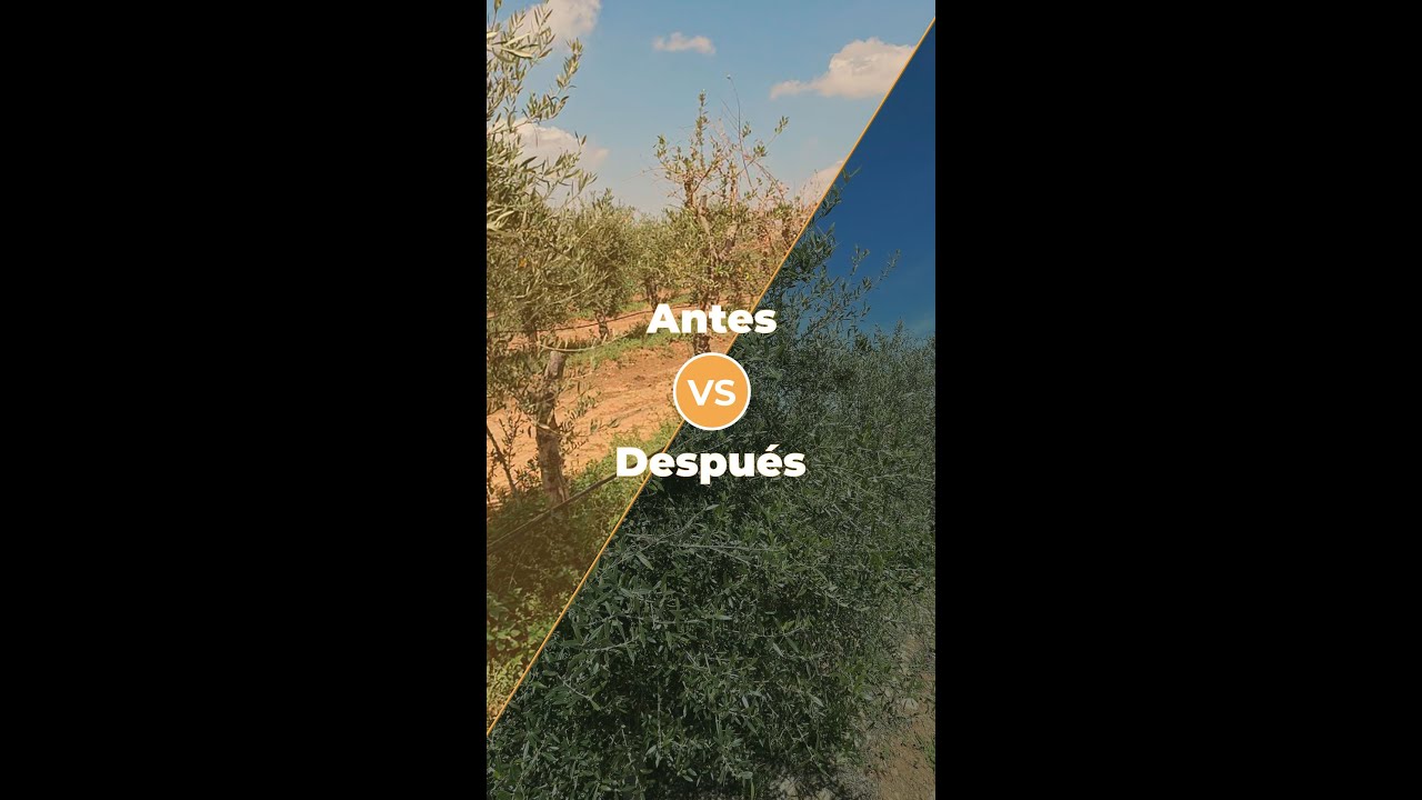 ¡Antes y después Koroneiki!