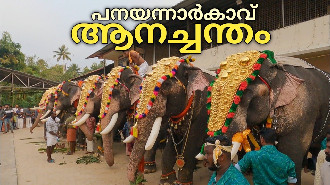 ഗജവീരന്മാർ മാറ്റുരച്ച പനയന്നാർകാവ് ആനച്ചന്തം |panayannarkavu vadakkumthala(16/3/23)