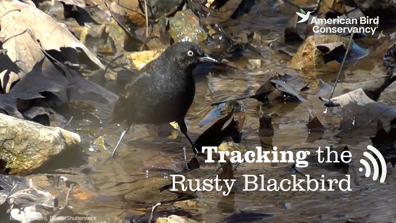 Tracking the Rusty Blackbird: A Motus Project
