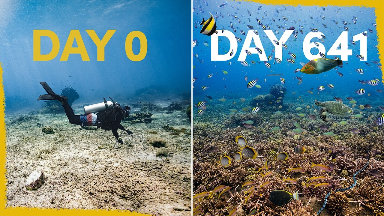 This reef didn&rsquo;t exist two years ago