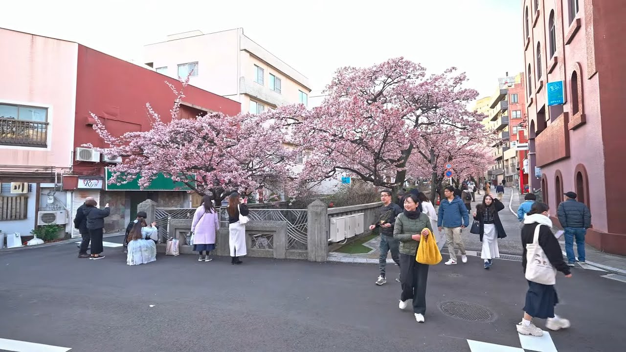 Early Sakura Bloom in Atami, Shizuoka - A Walk Through a Seaside City • 4K (Remastered)