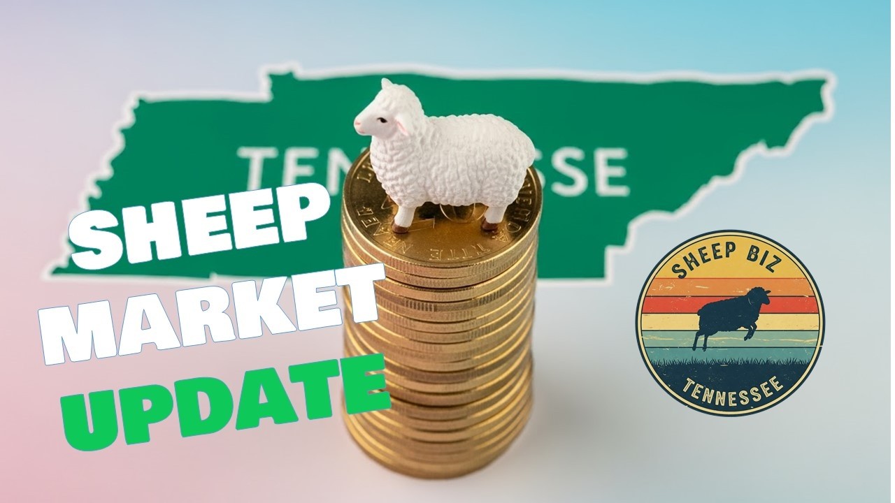 Lamb Market Update: Summer 2025!